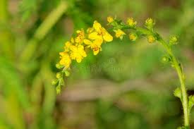 Attēlu rezultāti vaicājumam “Agrimonia pilosa flower”