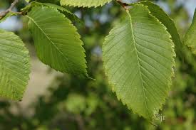 Attēlu rezultāti vaicājumam “Ulmus laevis”