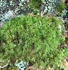 Attēlu rezultāti vaicājumam “Dicranum spurium”