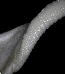 Image result for Mustelus asterias