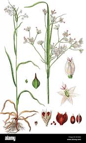 Attēlu rezultāti vaicājumam “Luzula luzuloides fruit”