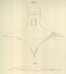 Image result for Mobula tarapacana