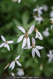 Attēlu rezultāti vaicājumam “Gillenia trifoliata flower”