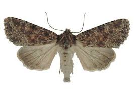 Attēlu rezultāti vaicājumam “Apamea remissa”