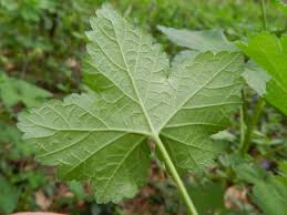 Attēlu rezultāti vaicājumam “Ribes rubrum leaf”