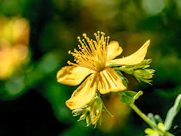 Attēlu rezultāti vaicājumam “Hypericum perforatum bud”