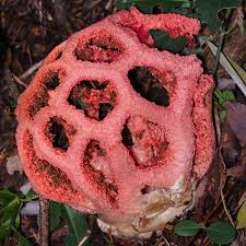 Attēlu rezultāti vaicājumam “Clathrus ruber”