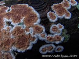 Attēlu rezultāti vaicājumam “Cylindrobasidium evolvens”