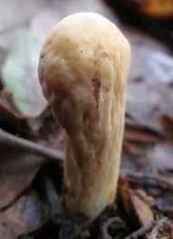 Attēlu rezultāti vaicājumam “Clavariadelphus pistillaris”