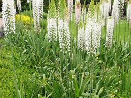 Image result for Steppenkerze