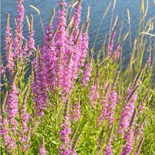 Image result for Blutweiderich