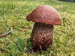 Attēlu rezultāti vaicājumam “Leccinum aurantiacum”