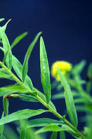 Attēlu rezultāti vaicājumam “Solidago canadensis leaf”