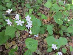 Attēlu rezultāti vaicājumam “Claytonia sibirica flower”