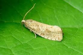 Attēlu rezultāti vaicājumam “Epiblema grandaevana”