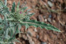 Attēlu rezultāti vaicājumam “Cirsium x rigens flower”