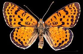 Attēlu rezultāti vaicājumam “Melitaea didyma underside”