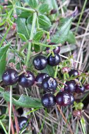 Attēlu rezultāti vaicājumam “Galium rivale fruit”