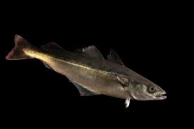 Image result for Pollachius pollachius