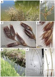 Attēlu rezultāti vaicājumam “Juncus balticus”