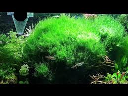 Attēlu rezultāti vaicājumam “Amblystegium serpens macro”