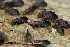 Attēlu rezultāti vaicājumam “Psocoptera”