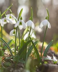 Attēlu rezultāti vaicājumam “Galanthus nivalis leaf”