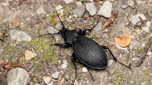 Attēlu rezultāti vaicājumam “Carabus coriaceus”