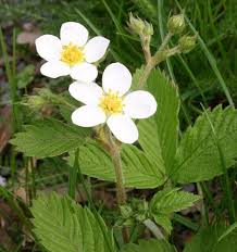 Attēlu rezultāti vaicājumam “Fragaria moschata leaf”