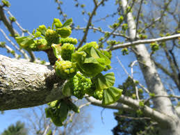 Attēlu rezultāti vaicājumam “Ginkgo biloba male flower”