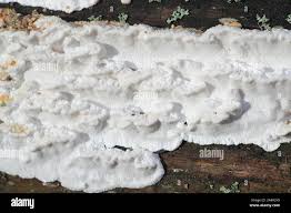 Attēlu rezultāti vaicājumam “Antrodia”