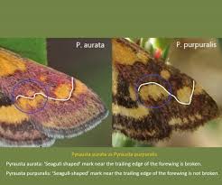 Attēlu rezultāti vaicājumam “Pyrausta purpuralis”