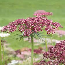 Image result for Daucus carota