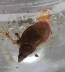 Attēlu rezultāti vaicājumam “Lymnaeidae”