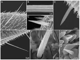 Attēlu rezultāti vaicājumam “Protoschinia scutosa”