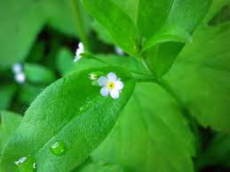 Attēlu rezultāti vaicājumam “Myosotis sparsiflora”