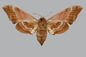 Attēlu rezultāti vaicājumam “Smerinthus ocellata”