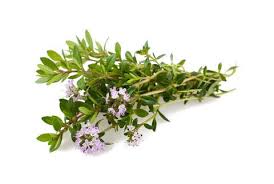 Image result for Satureja hortensis