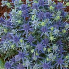 Image result for Edeldistel