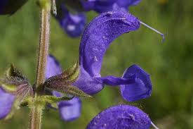 Image result for Salvia pratensis