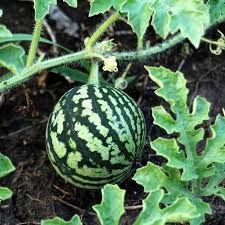 Attēlu rezultāti vaicājumam “Citrullus lanatus”