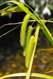 Attēlu rezultāti vaicājumam “Carex pseudocyperus”