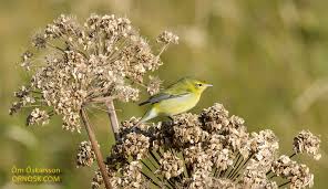 Image result for Vermivora peregrina