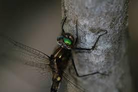 Attēlu rezultāti vaicājumam “Cordulidae”