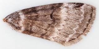 Attēlu rezultāti vaicājumam “Tetheella fluctuosa”