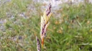 Attēlu rezultāti vaicājumam “Carex hirta female flower”