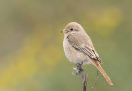 Image result for Lanius isabellinus