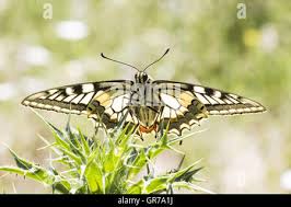 Attēlu rezultāti vaicājumam “Papilio machaon underside”