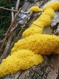 Attēlu rezultāti vaicājumam “Physaraceae”