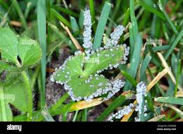 Attēlu rezultāti vaicājumam “Badhamia foliicola spores”